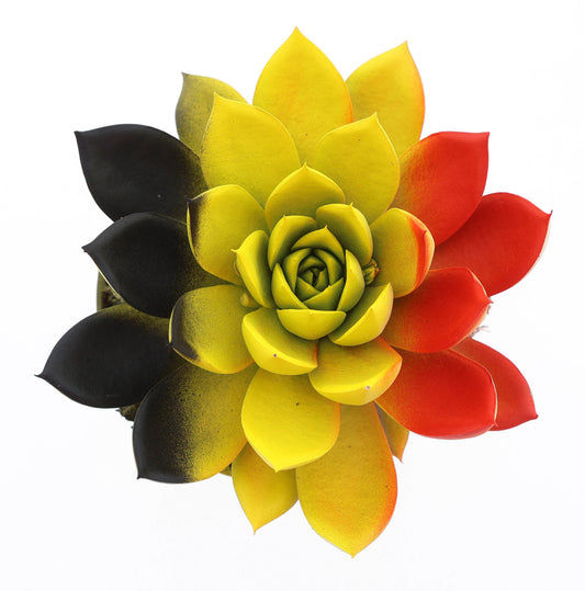 Rainbow Belgium 10cm Special Pot (508)