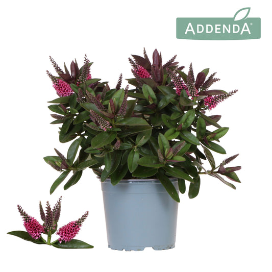 Hebe Hebedonna Eva 30cm 12cm Pot