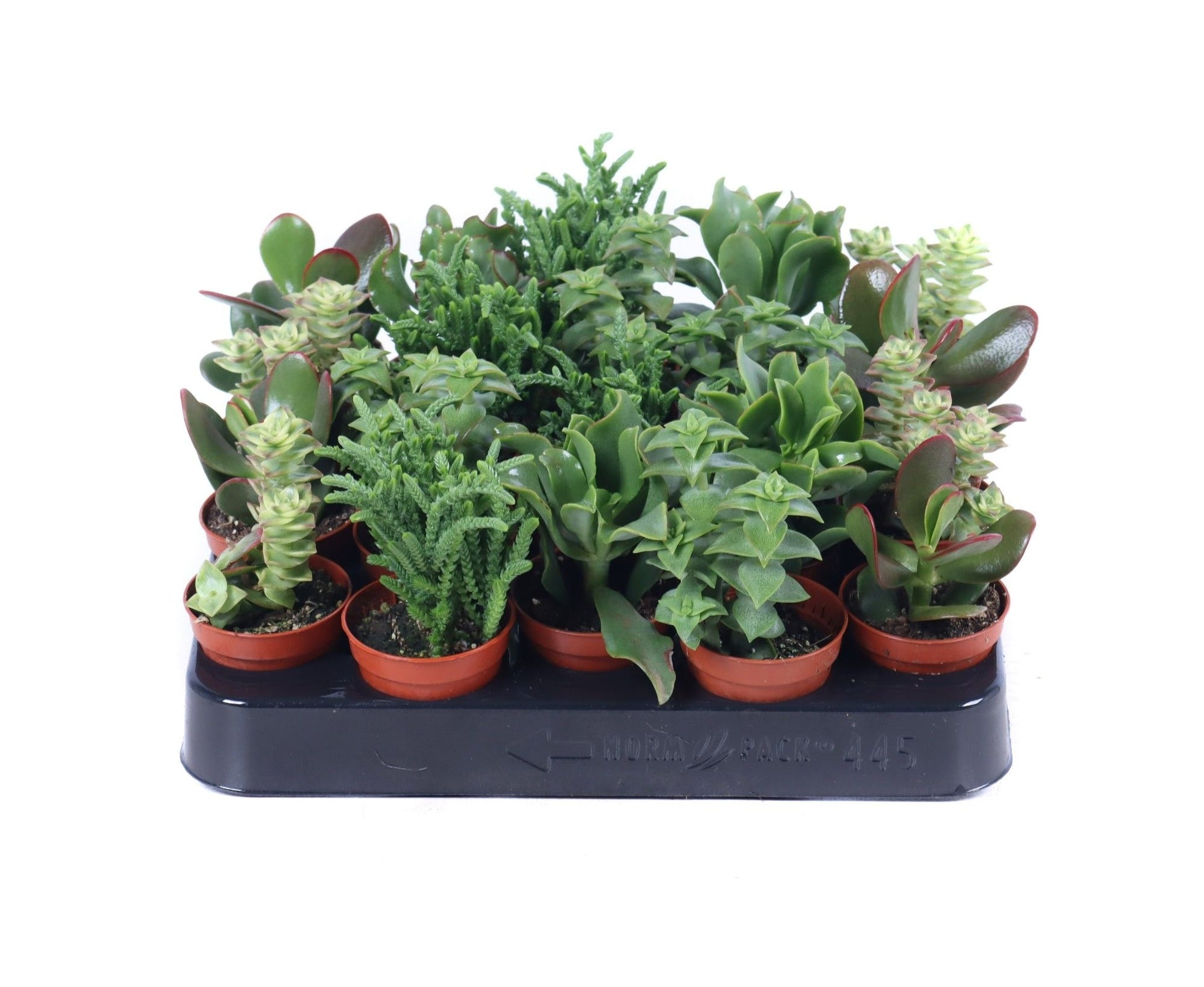 Oriental-Edelcactus Crassula hybrid Pack of 20