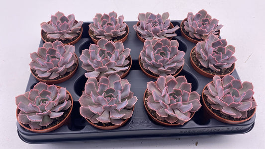 Echeveria Shaviana 10cm 8.5cm Pot