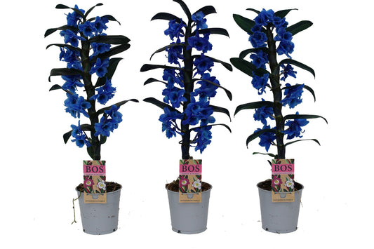 Dendrobium nob. blue 50cm 12cm Pot