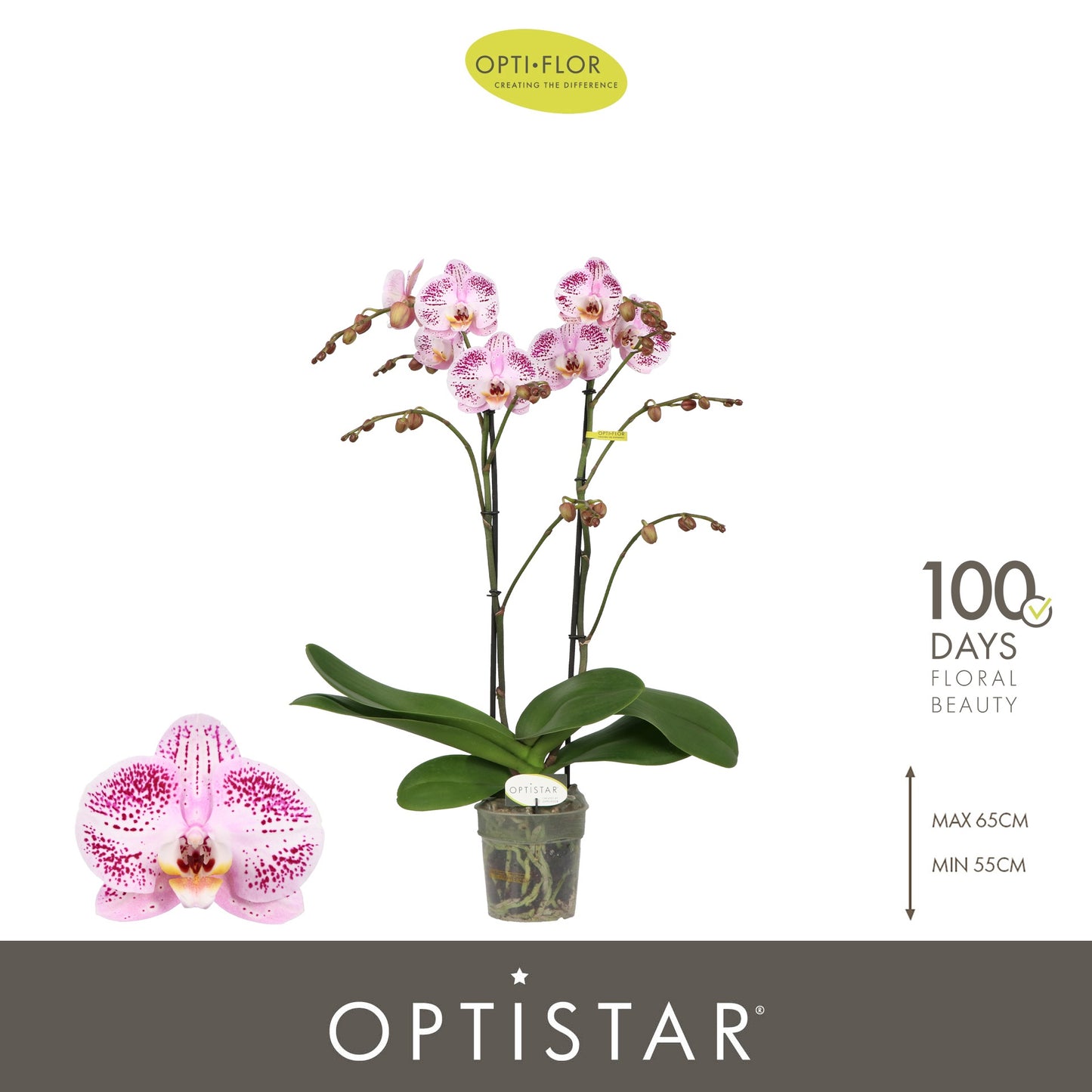 Phalaenopsis Hybrid 60cm 12cm Pot