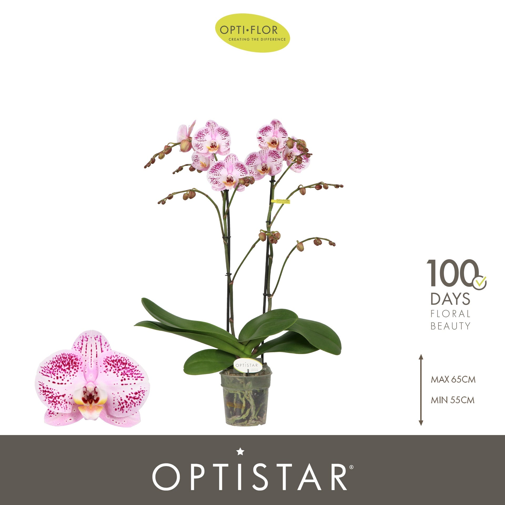 Phalaenopsis Hybrid 60cm 12cm Pot