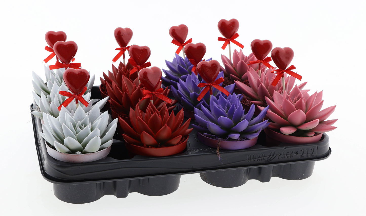 Euro Cactus Holland Bv Miranda rainbow + hartje Pack of 12