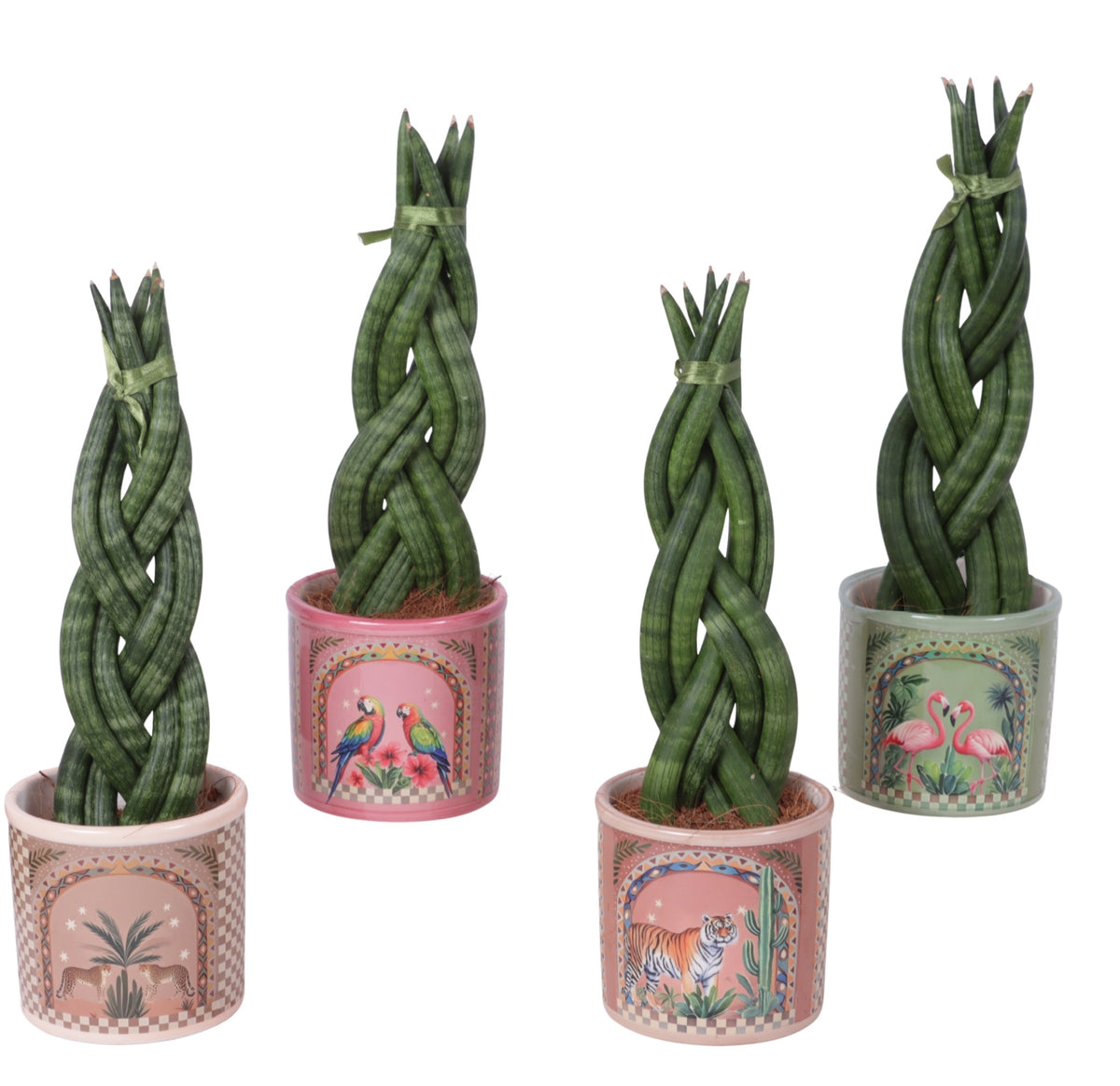 Sansevieria cylindrica 30cm 10cm Pot