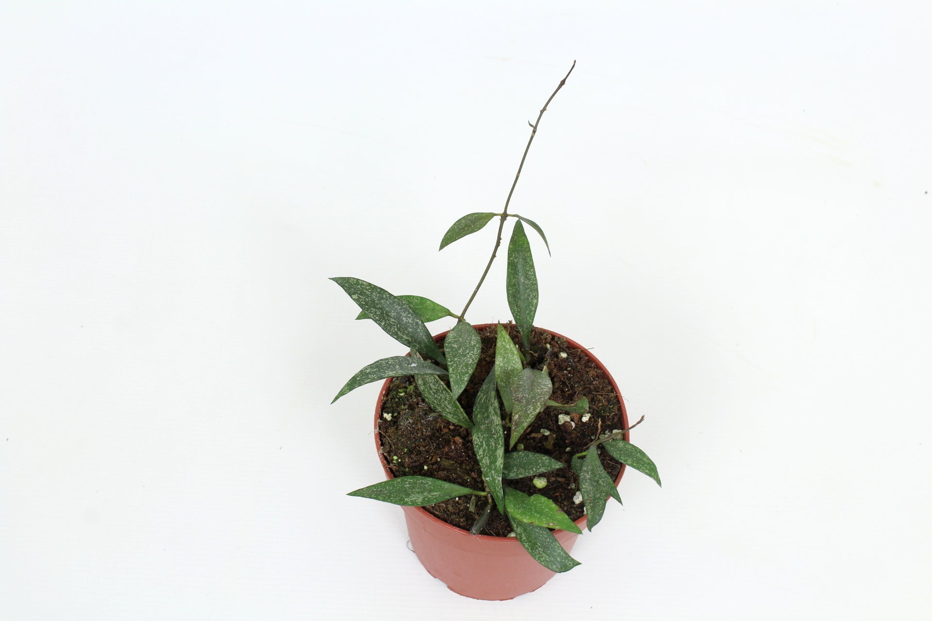Hoya australis 15cm 12cm Pot
