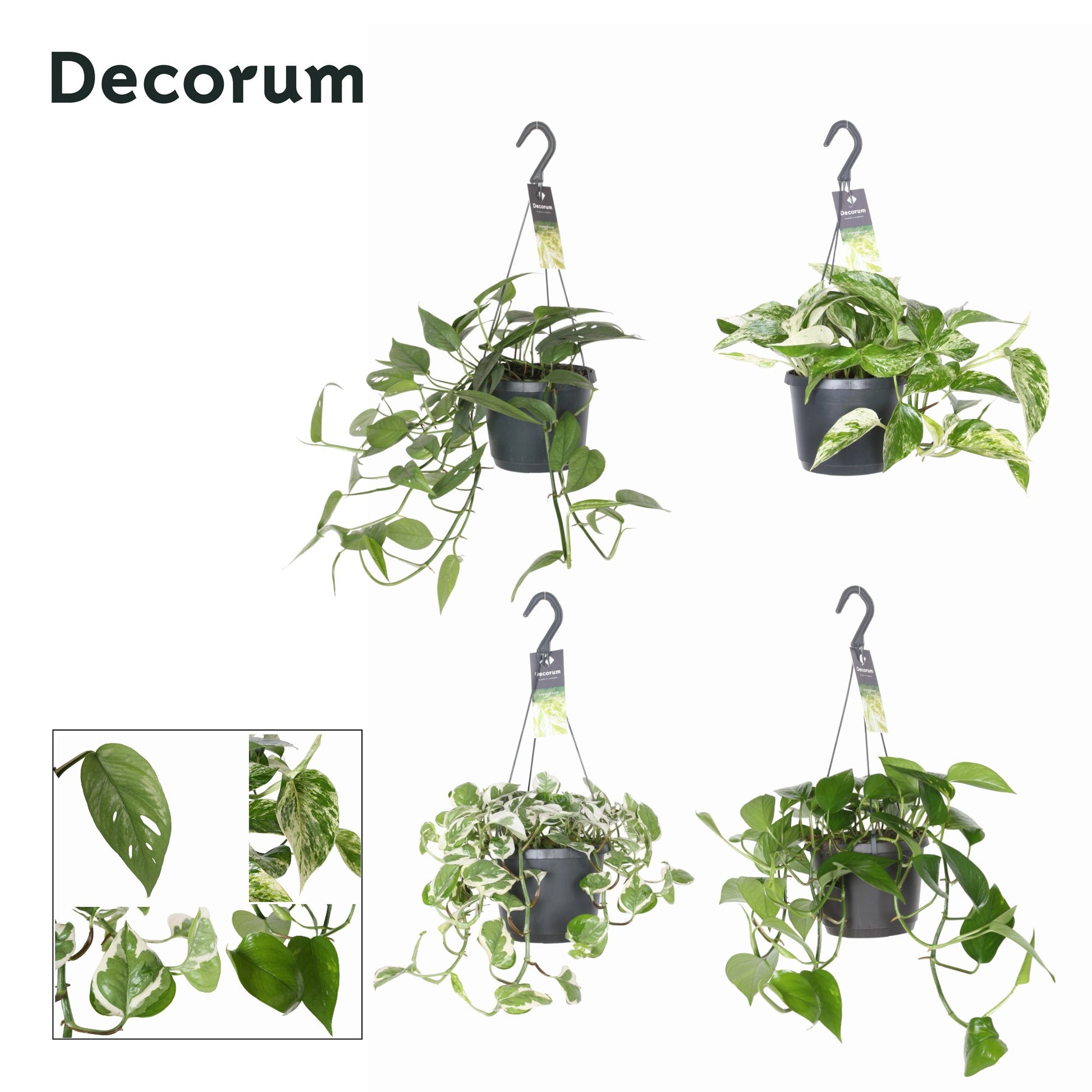 Hillplant BV Epipremnum pinnatum mixed hanging pot Pack of 4