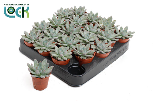 Echeveria Pelisuda 8cm 5.5cm Pot