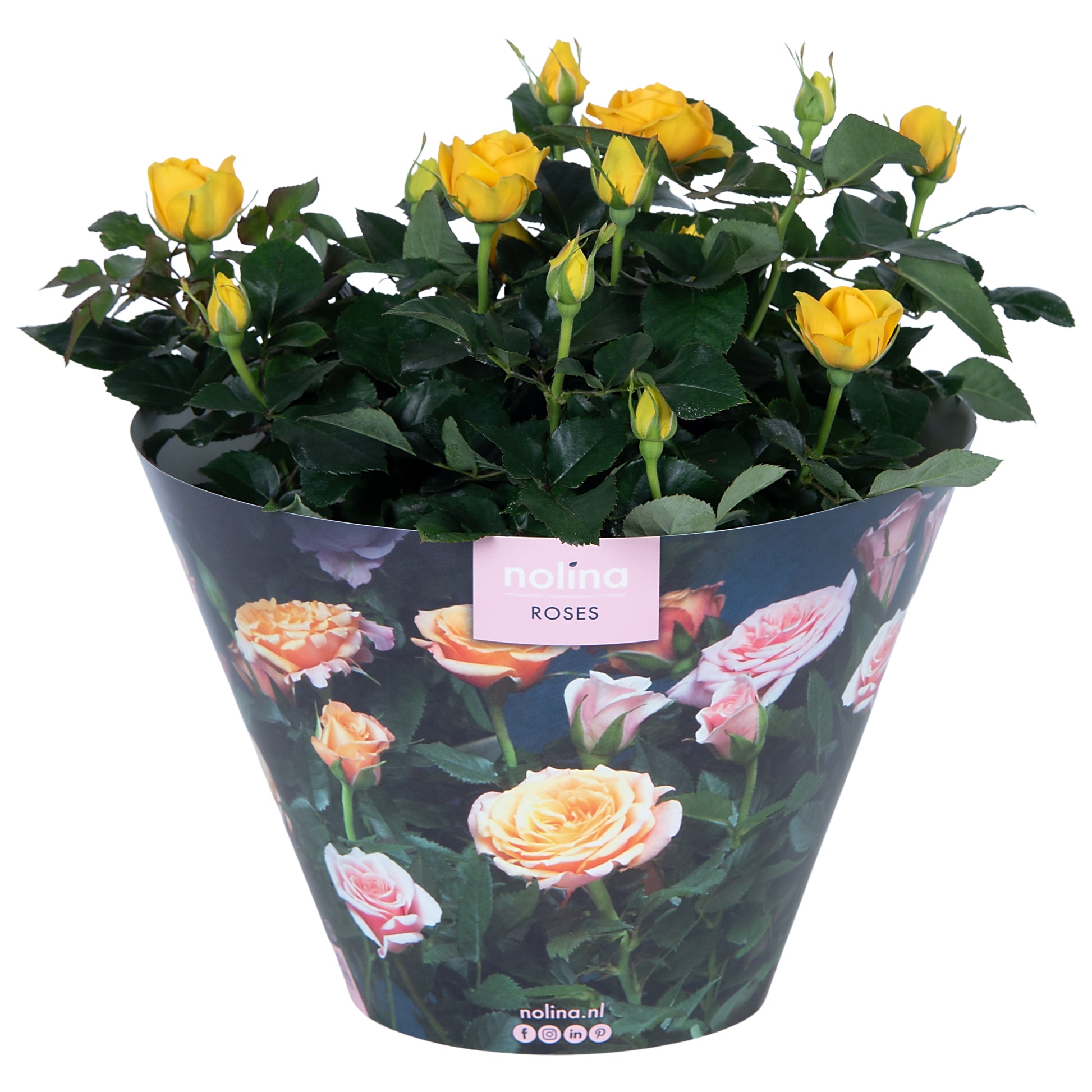 rosa-yellow-38cm-23cm-pot