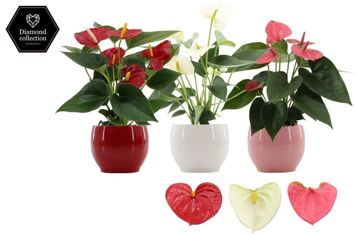 Anthurium mix 25cm 9cm Pot