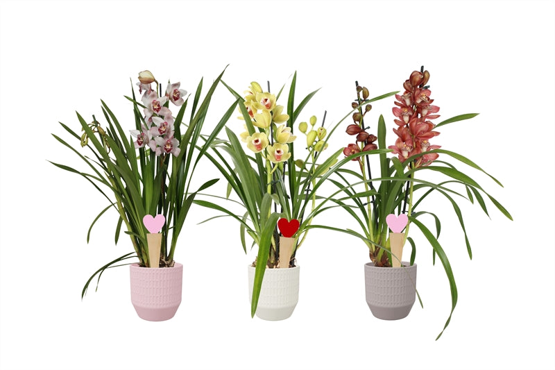 Cymbidium mix 55cm 12cm Pot