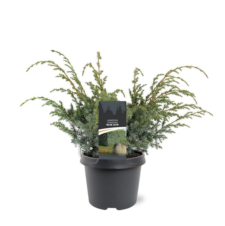 juniperus-blue-alps-35cm-19cm-pot