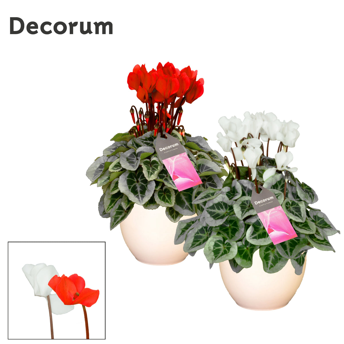 Cyclamen Picasso 25cm 13cm Pot