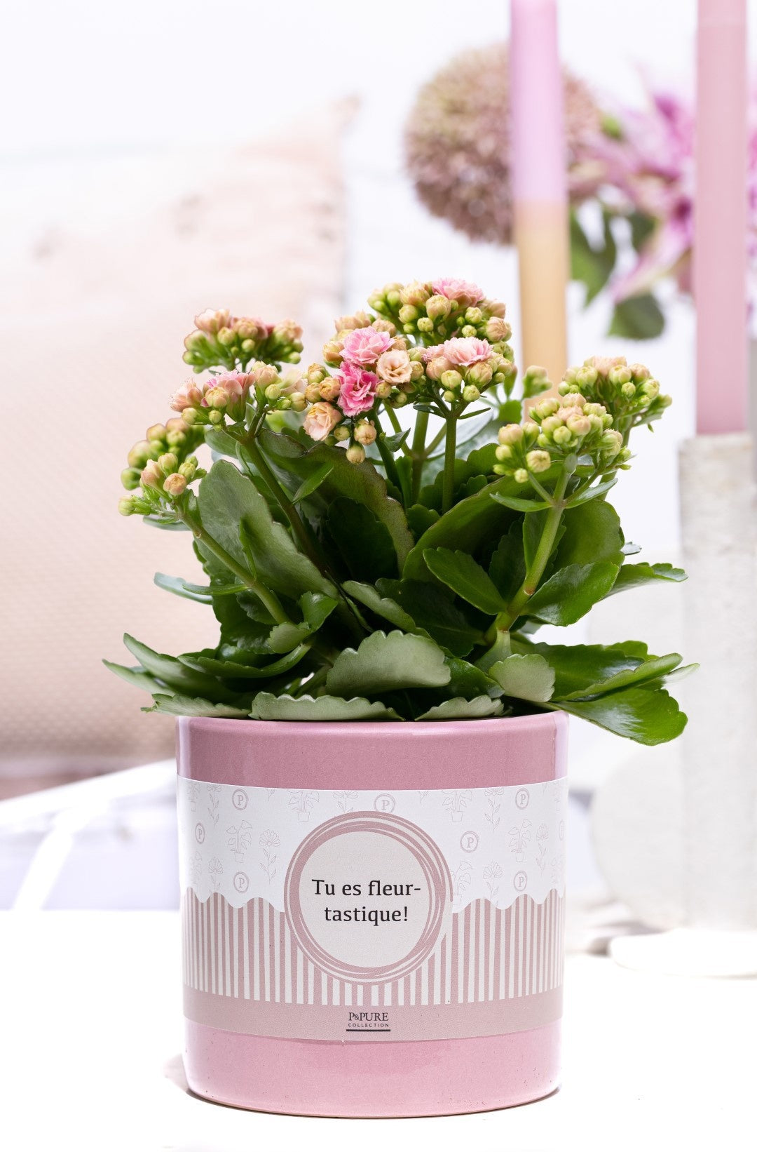 Kalanchoe Rosalina Don Alano 27cm 12cm Pot