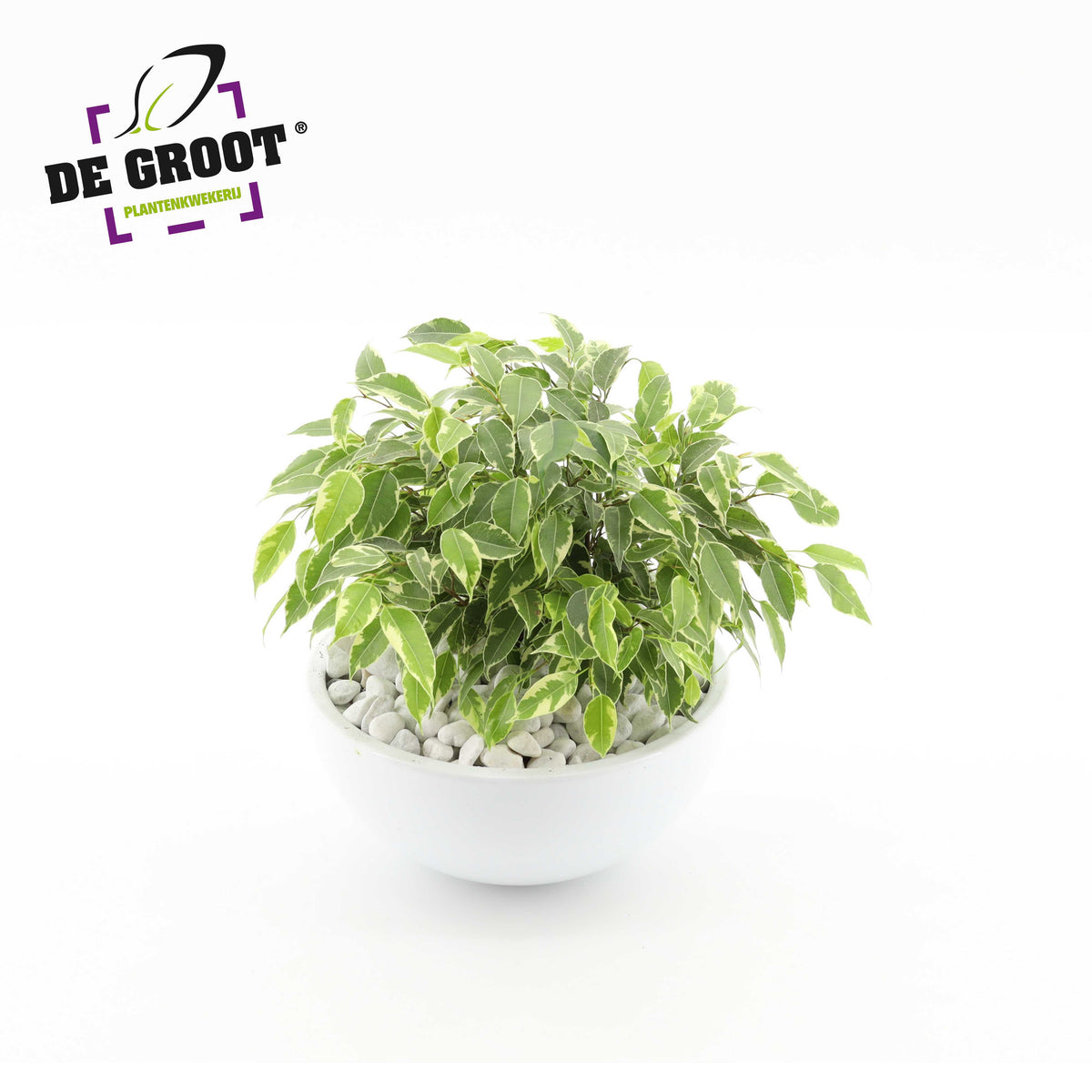 Ficus Green Kinky in zinc 22cm Pot