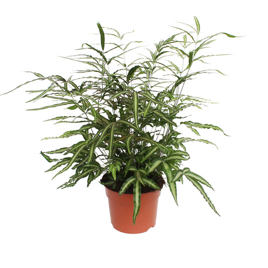 Pteris Albolineata 75cm 24cm Pot