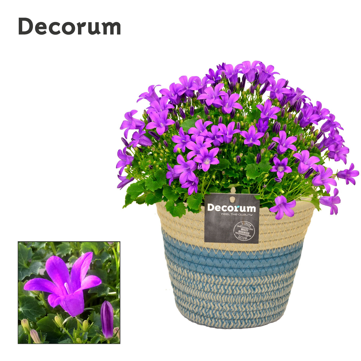 Campanula Porto 17cm 14cm Pot