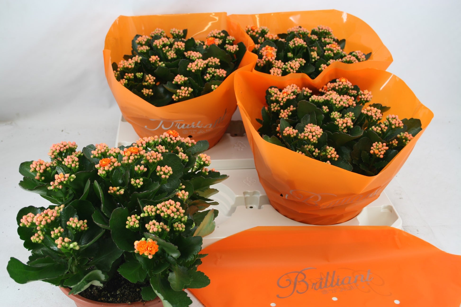 Olsthoorn & Zn BV, Tinus Kalanchoe Perfecta Orange Pack of 1