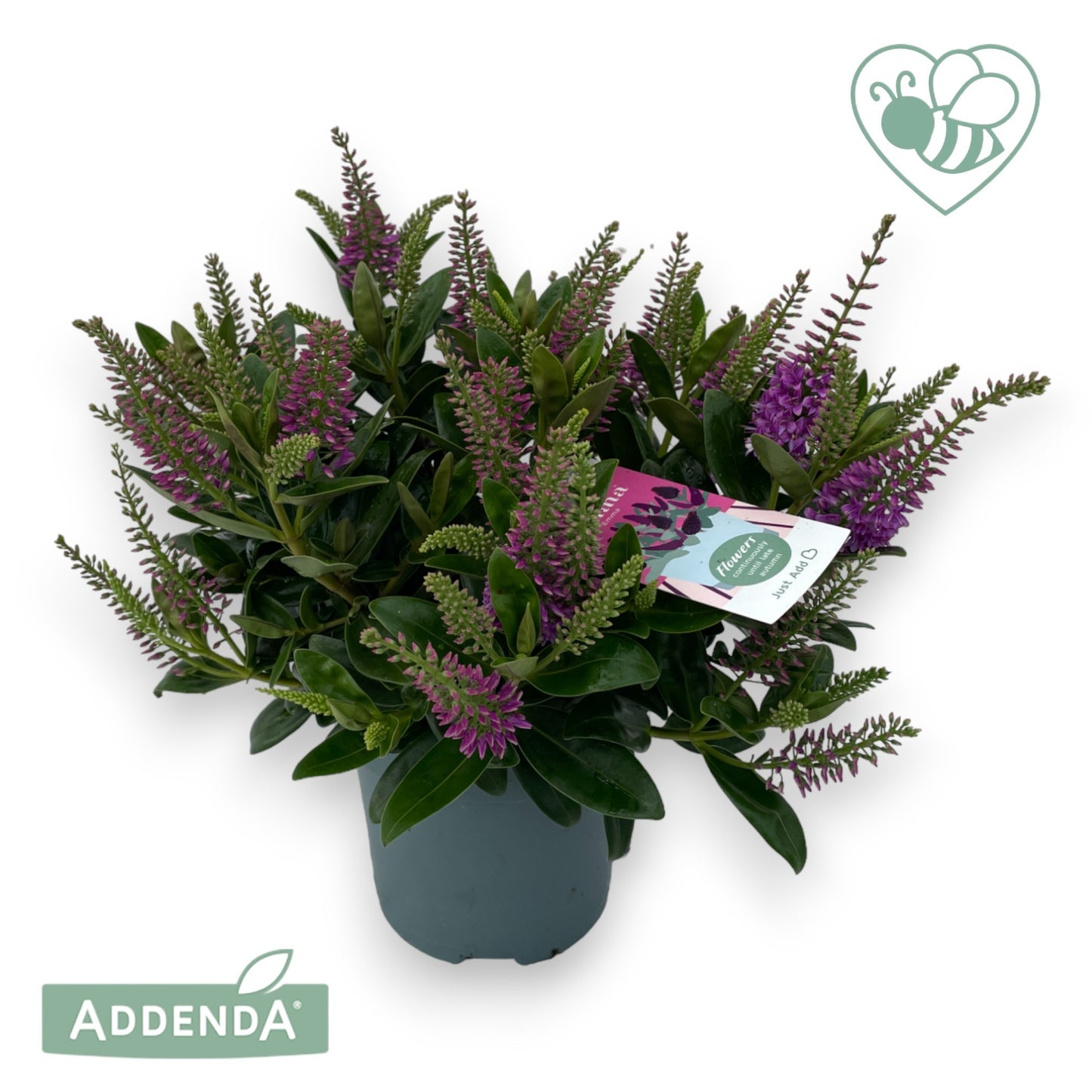 Hebe Hebedonna Emma 35cm 15cm Pot