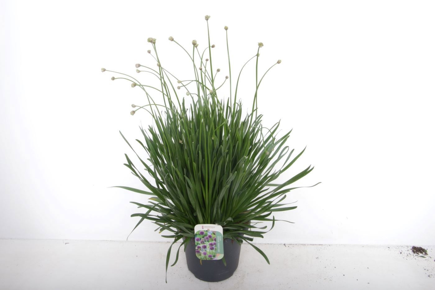 Allium mix 90cm 27cm Pot