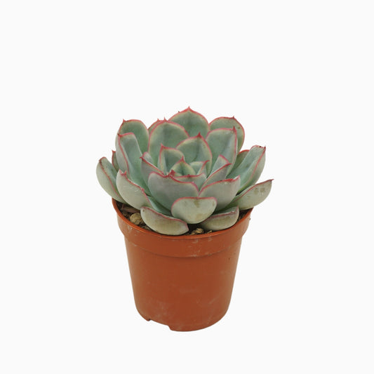 Echeveria Hercules 8cm 5.5cm Pot