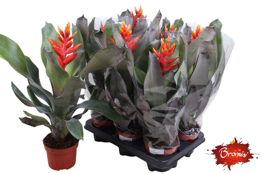 Rip Bromini BV Aechmea Pepita Elegant Flames Pack of 6