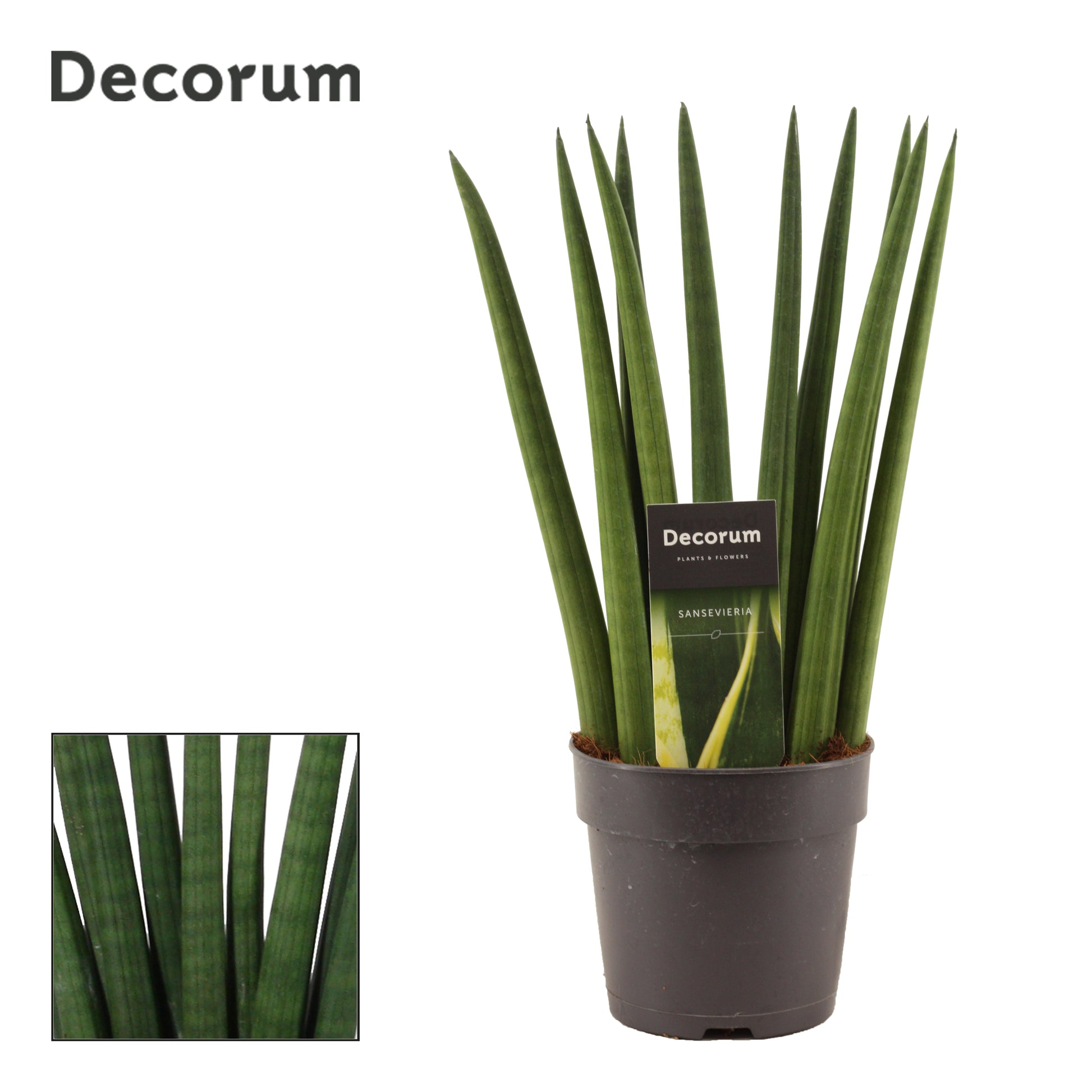 Sansevieria Cylindrica Fan 35cm 12cm Pot