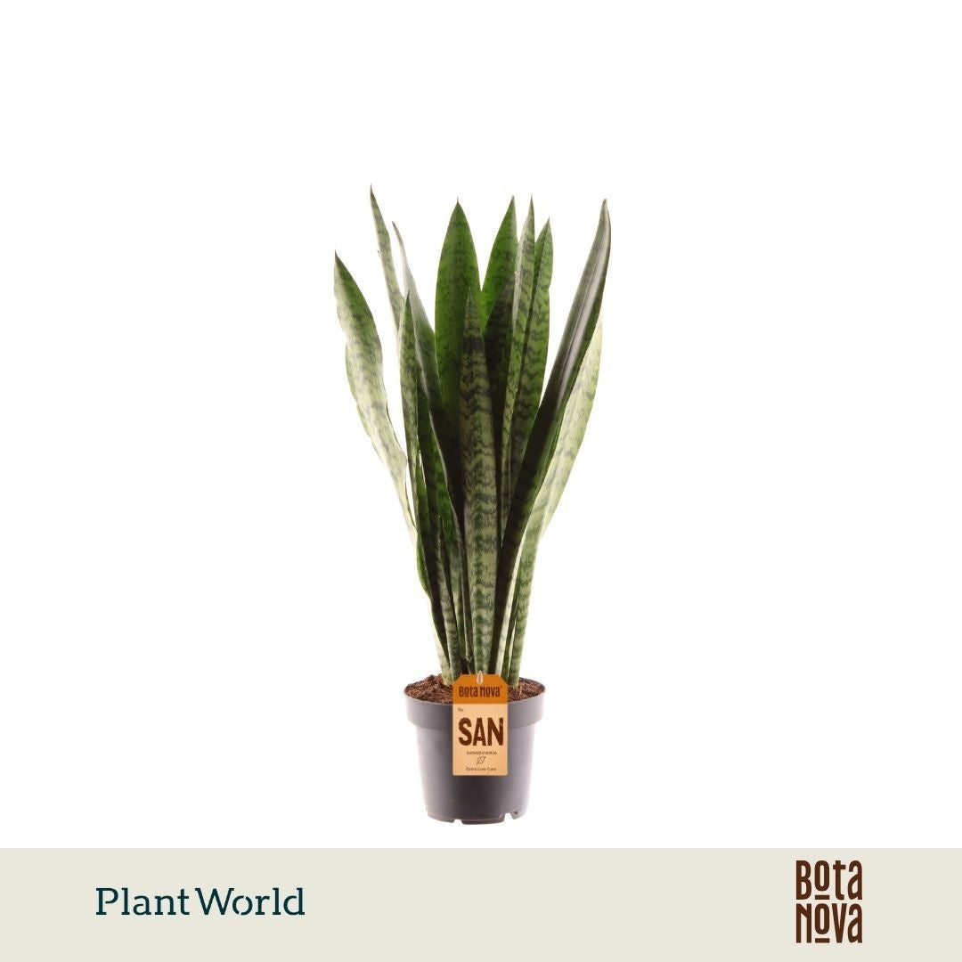 Plantworld Jogrow Sansevieria Zeylanica Pack of 10