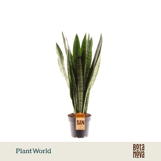 Sansevieria Zeylanica 45cm 12cm Pot