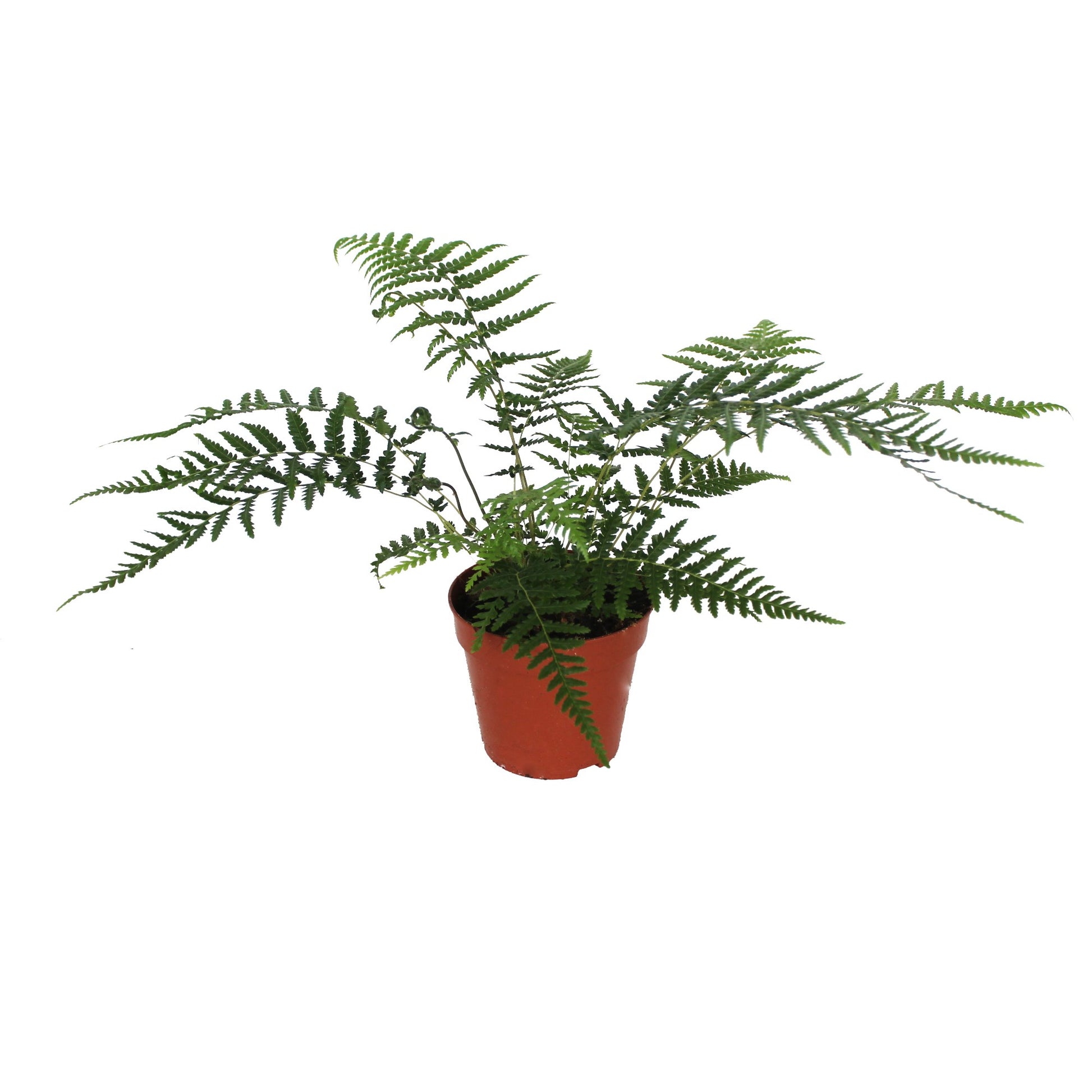 Dicksonia antarctica 30cm 12cm Pot