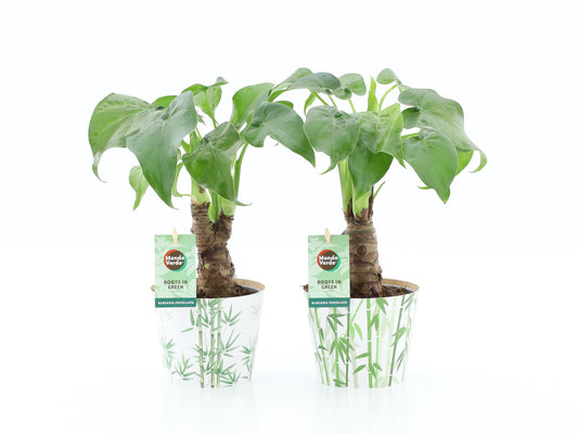 Alocasia cucullata 40cm 12cm Pot