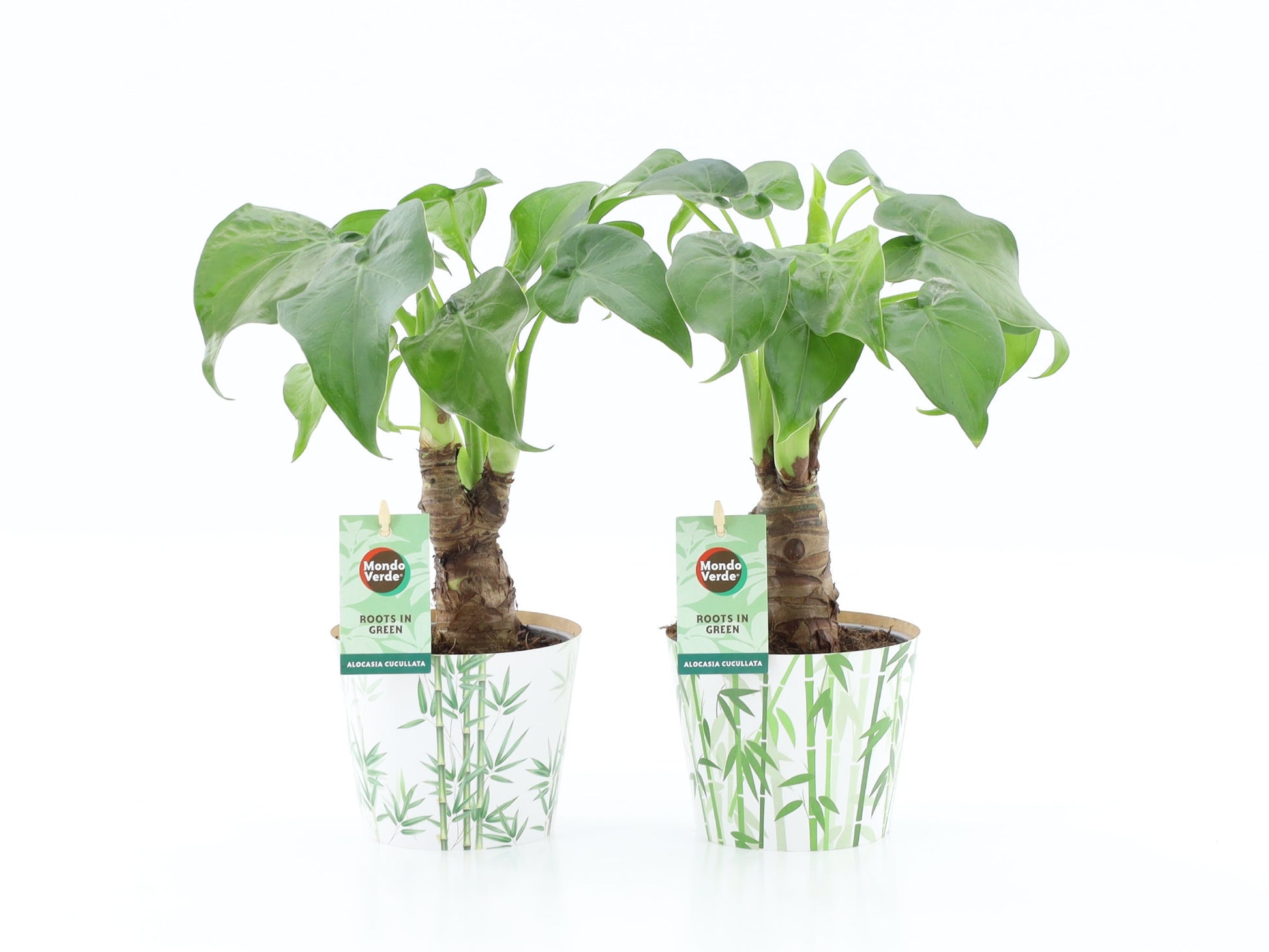 Alocasia cucullata 40cm 12cm Pot