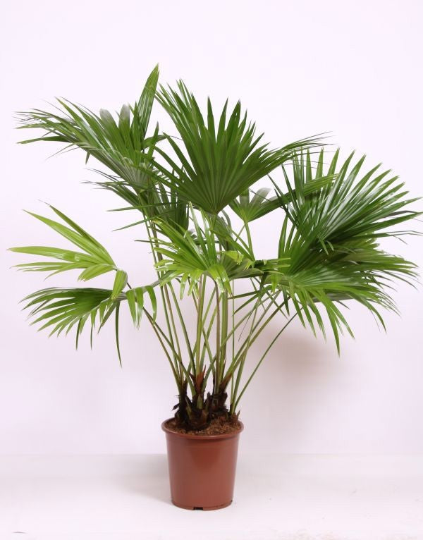Livistona australis 140cm 27cm Pot