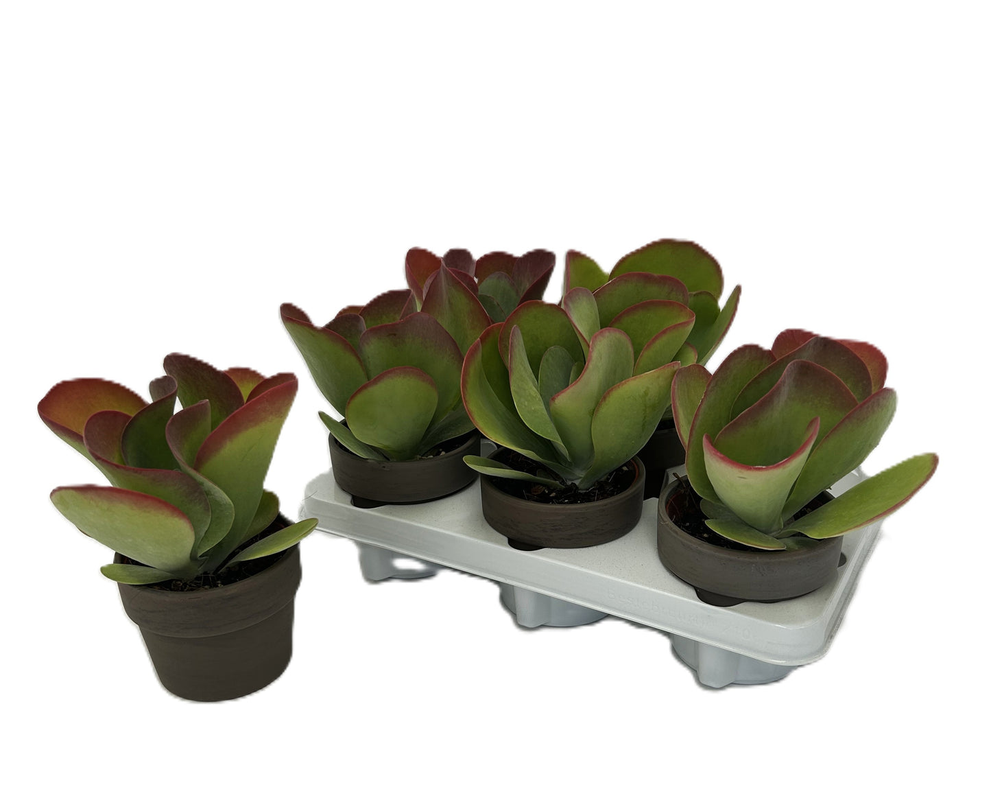Kalanchoe thyrsiflora 24cm 11cm Pot