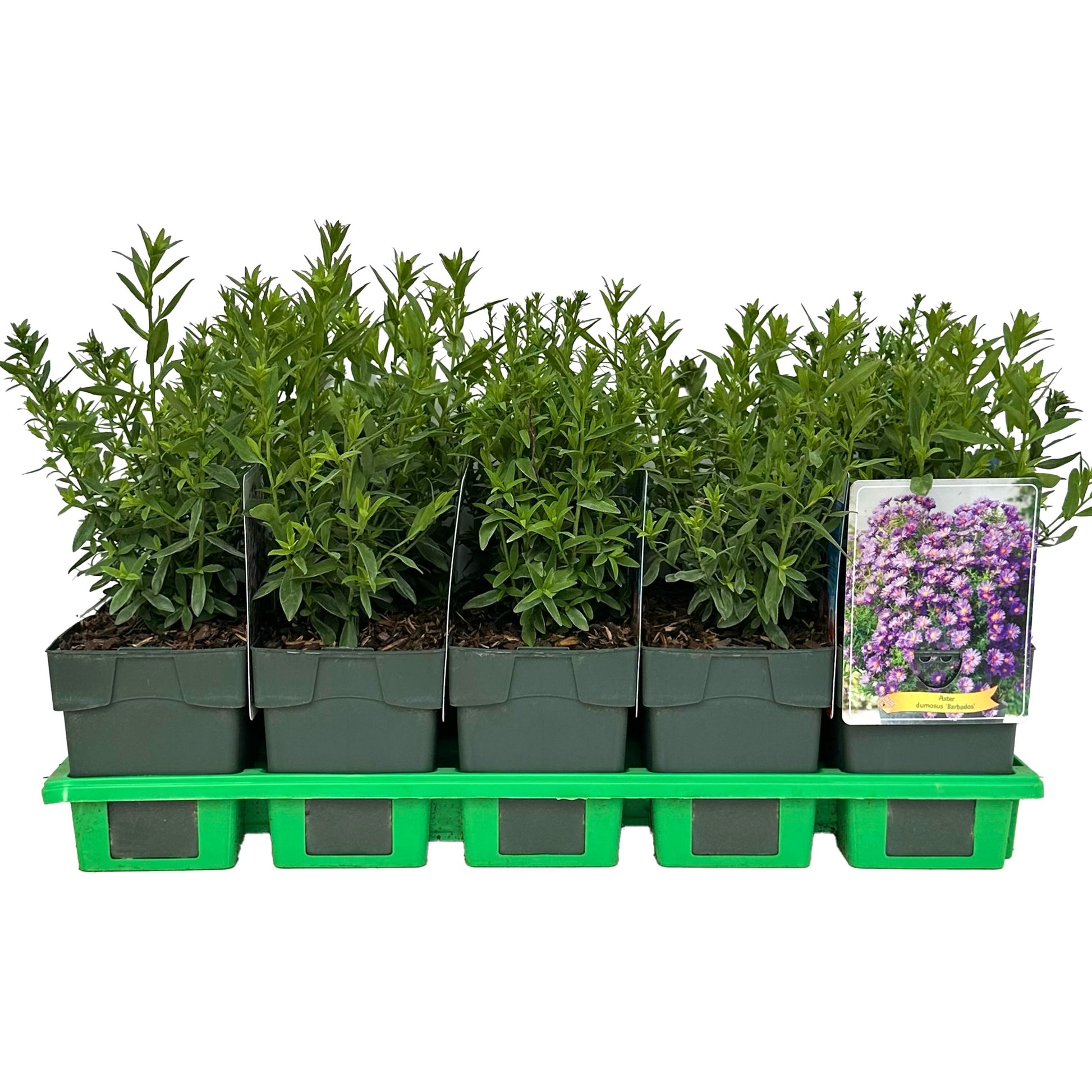 Aster mix 25cm 11cm Pot