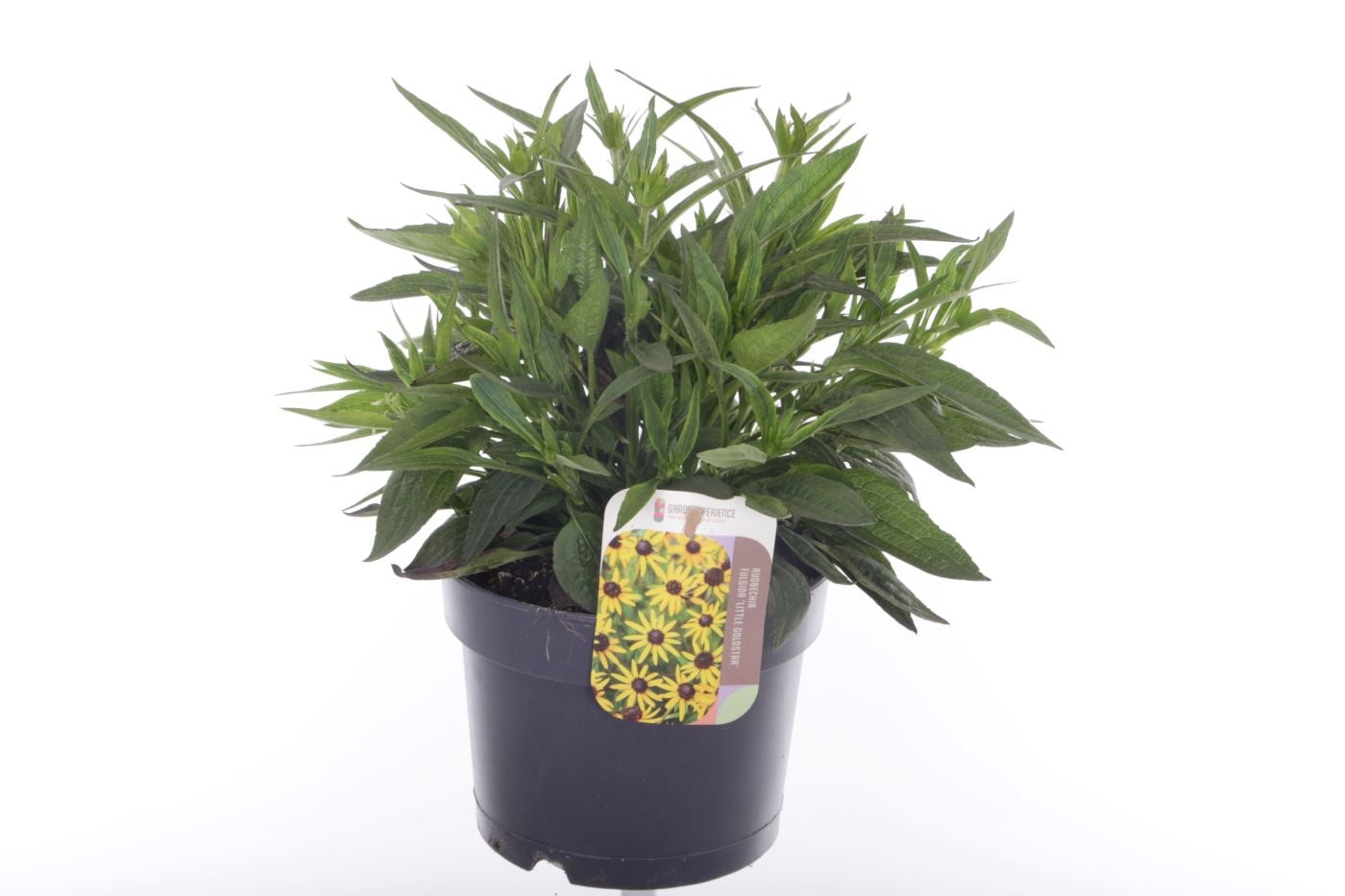 Rudbeckia fulgida 30cm 17cm Pot