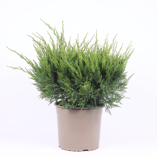 Juniperus Mint Julep 45cm 23cm Pot
