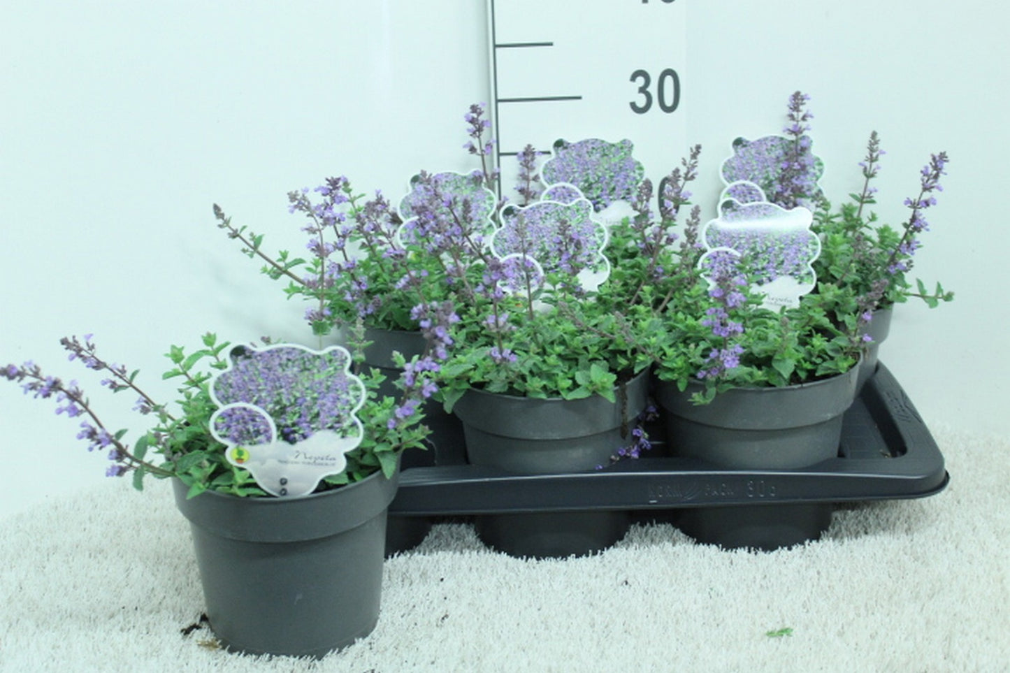 Nepeta faassenii  Purrsian Blue 30cm 17cm Pot