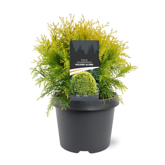 Thuja occidentalis Golden Globe 30cm 19cm Pot