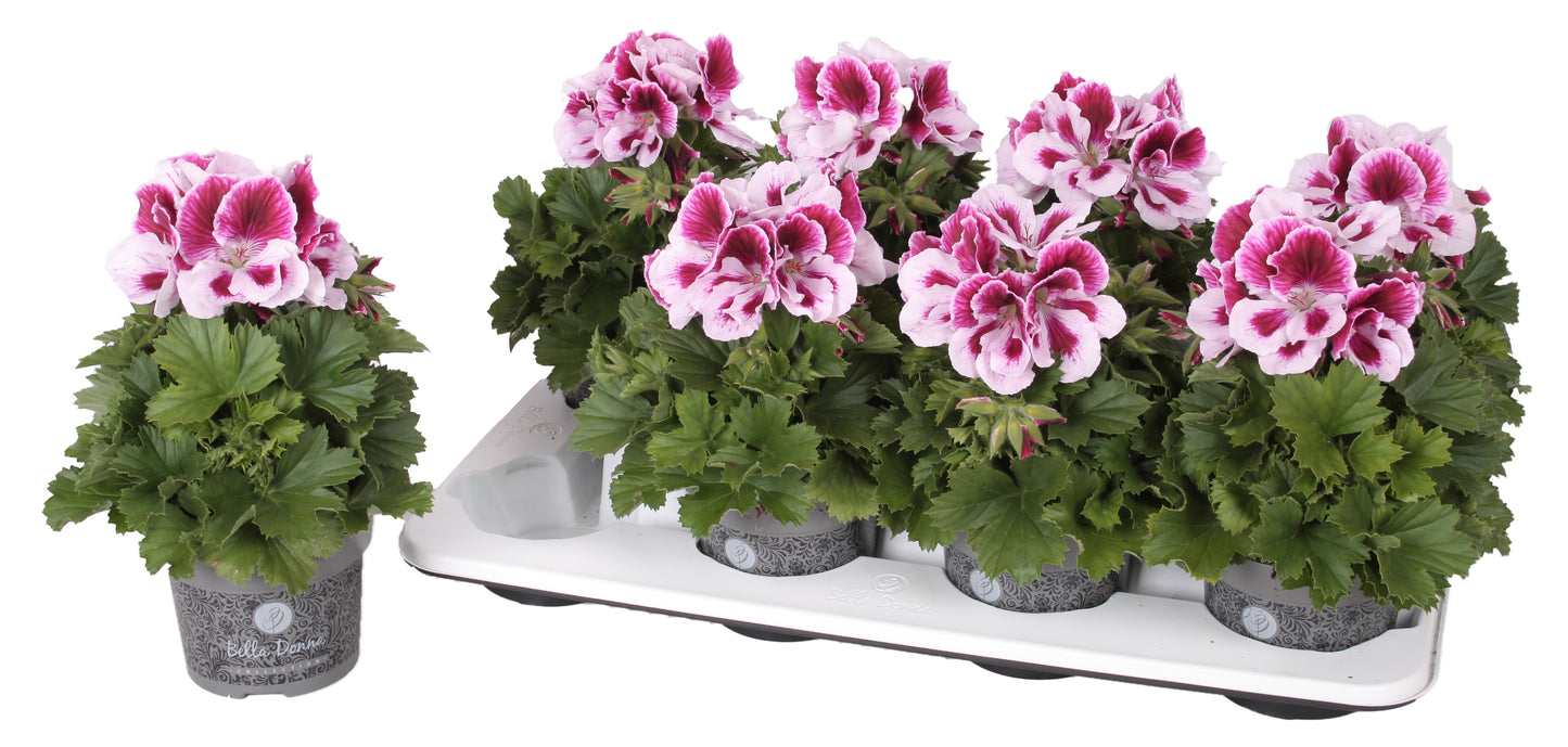 Pelargonium gr. Don Rodrigo 28cm 12cm Pot