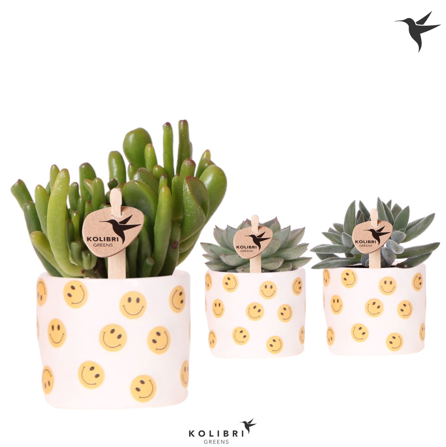 Succulent mix 12cm 6cm Pot