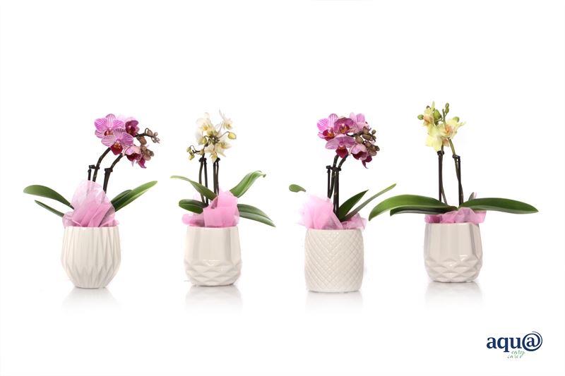Phalaenopsis hybrid 17cm 6cm Pot
