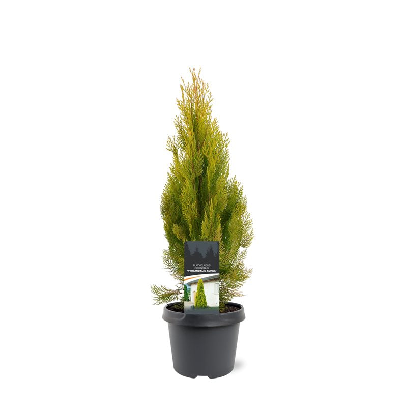 Platycladus or. Pyramidalis Aurea 45cm 19cm Pot