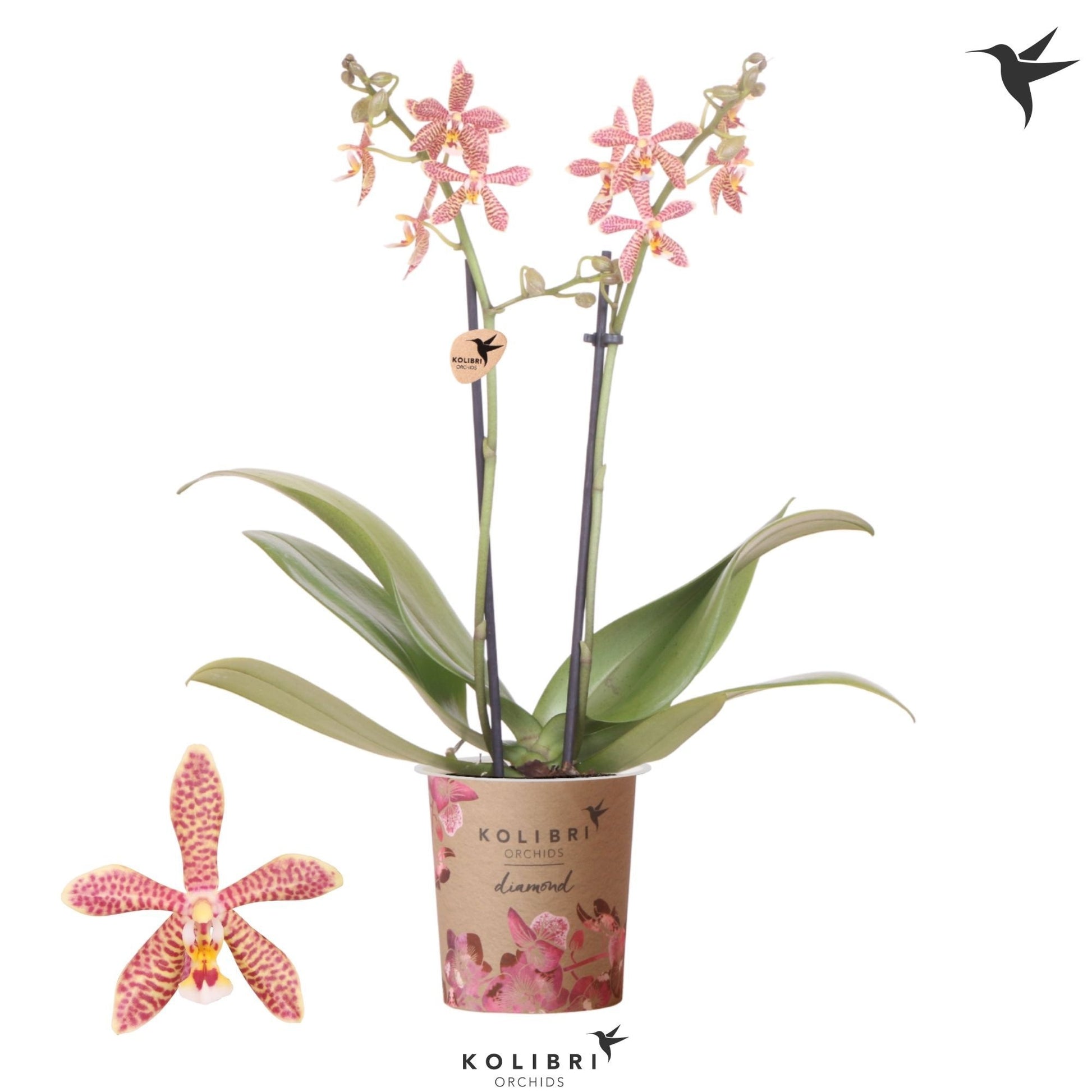 Phalaenopsis mf. spider orange 40cm 9cm Pot