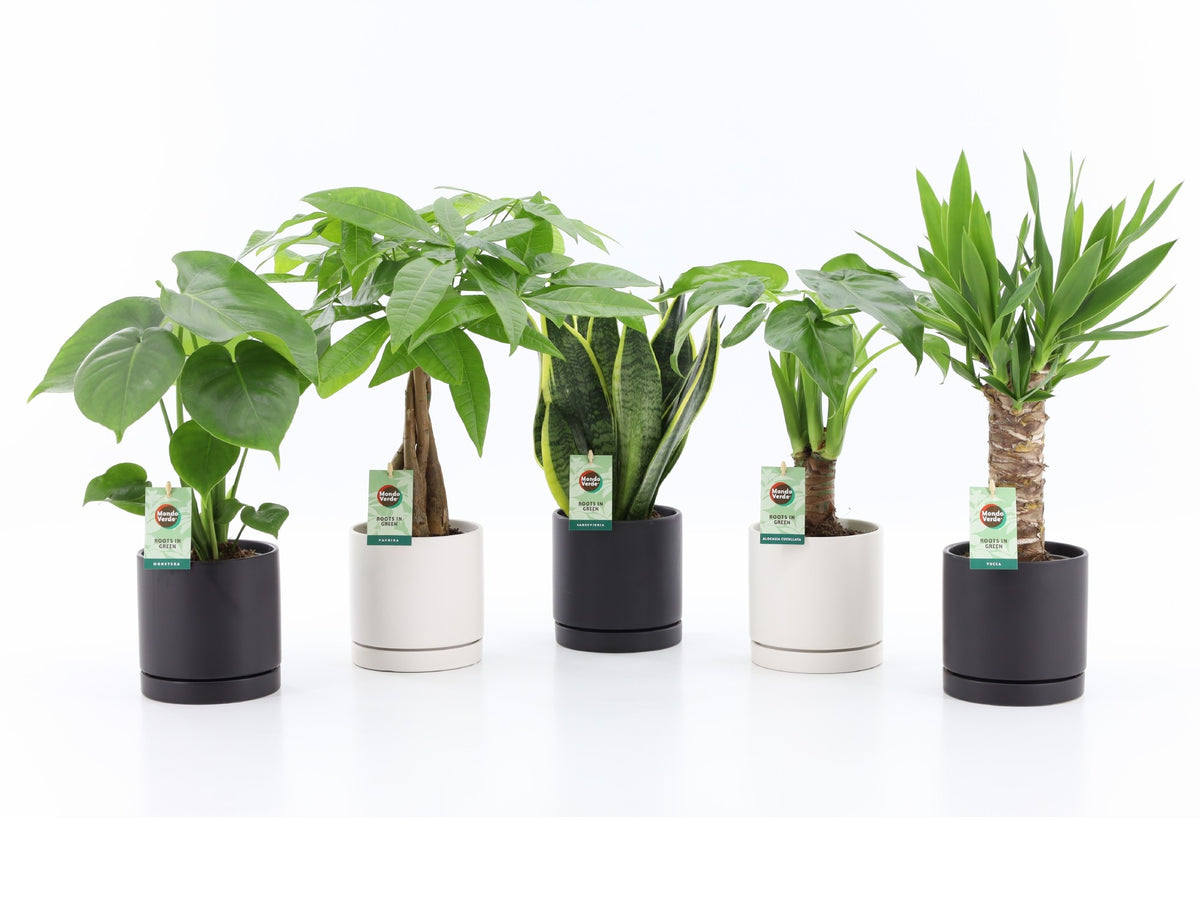 Foliage houseplants mix 35cm 13cm Pot