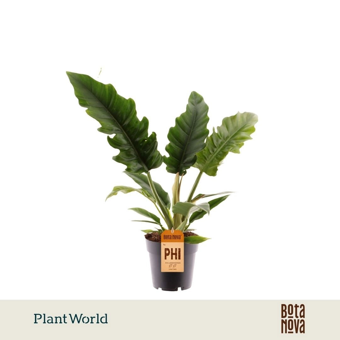 Plantworld Jogrow Philodendron Narrow Pack of 6