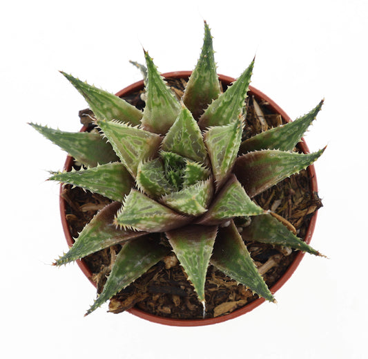 Haworthia fasciata 9cm 5.5cm Pot