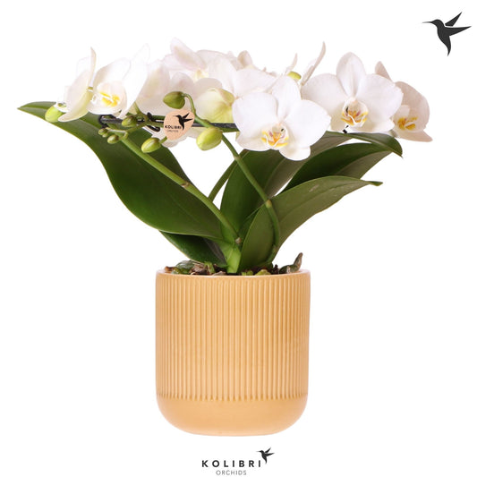 Phalaenopsis multiflora white 30cm 9cm Pot