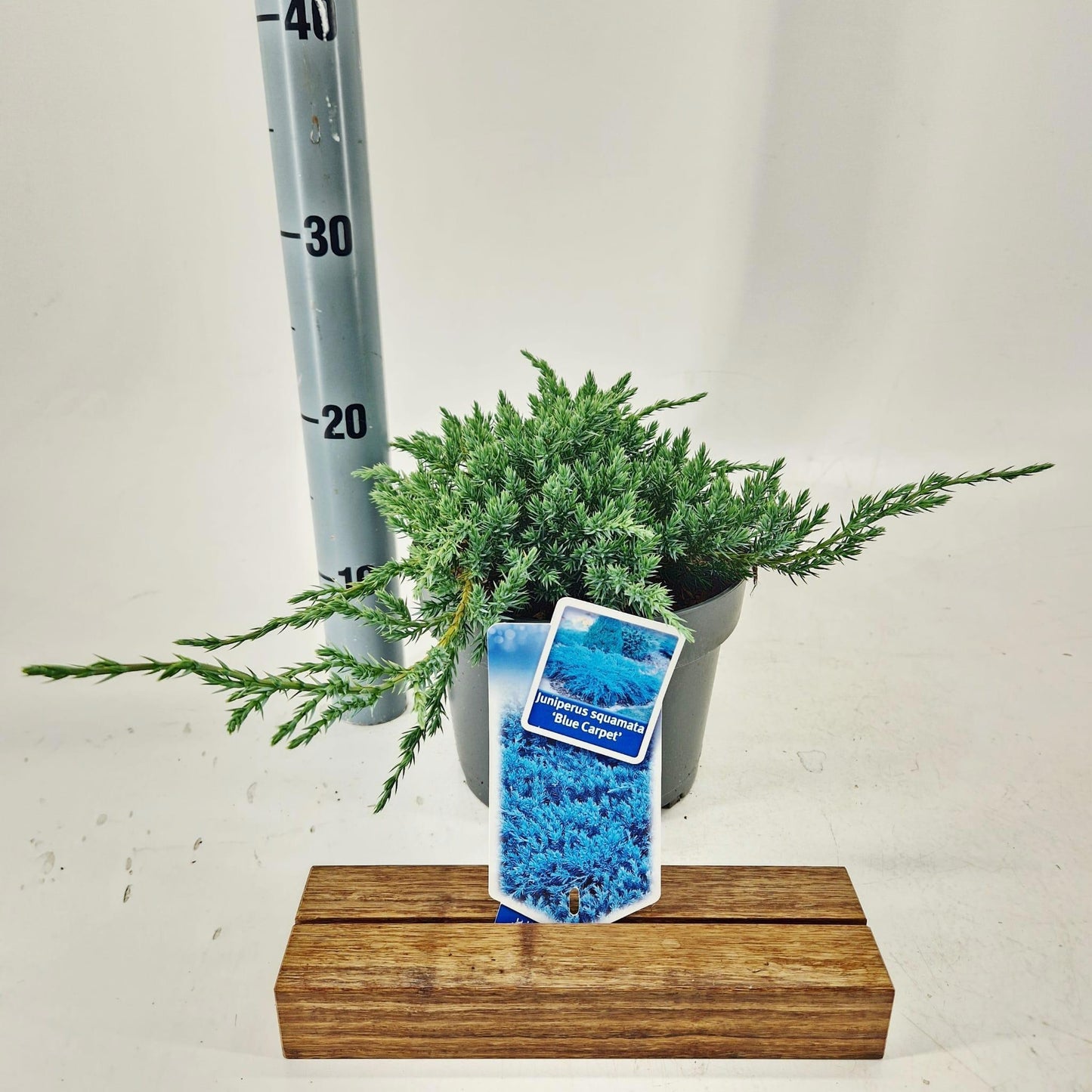 Juniperus Blue Carpet 30cm 19cm Pot