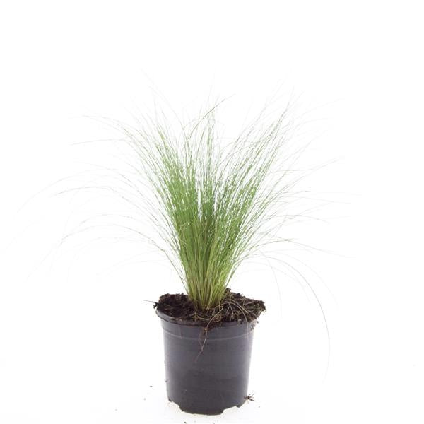 Boer, W.T.M. de Stipa tenacissima Pack of 8